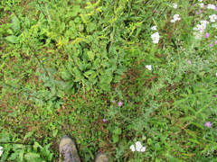 Solidago arguta arguta