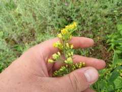 Solidago arguta arguta