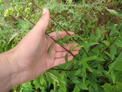 Solidago arguta arguta