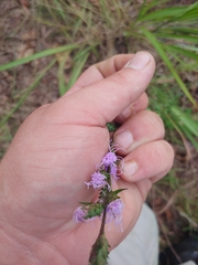 Liatris squarrosa