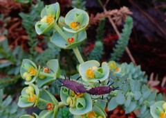 Dicranocephalus albipes