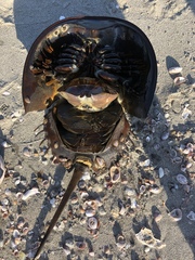 Limulus polyphemus