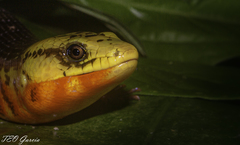 Diploglossus monotropis