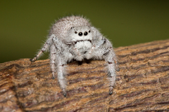 Paraphidippus fartilis