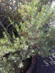 Magnoliopsida