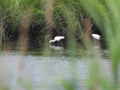 Ardea alba