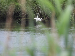 Ardea alba