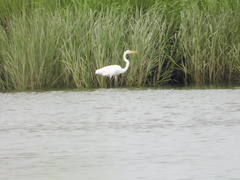 Ardea alba
