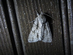 Acronicta lobeliae