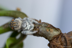 Paraphidippus fartilis