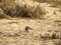 Burhinus senegalensis