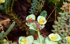 Dicranocephalus albipes