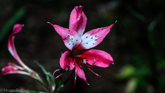 Alstroemeria caryophyllaea