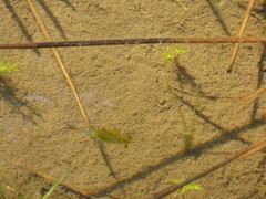 Eubranchipus oregonus