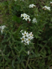 Lithospermum distichum