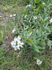 Lithospermum distichum