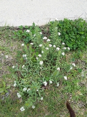 Lithospermum distichum