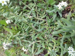 Lithospermum distichum