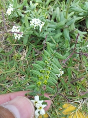 Lithospermum distichum