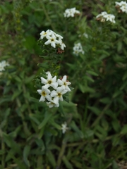 Lithospermum distichum