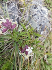 Silene repens