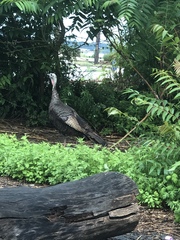 Meleagris gallopavo
