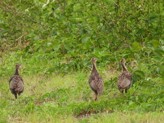 Meleagris gallopavo