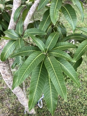 Mangifera indica