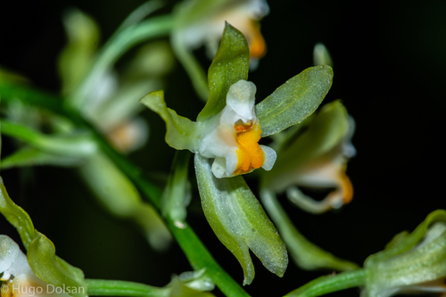 Gomesa alpina