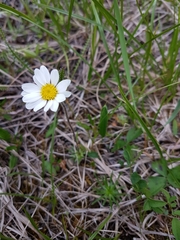 Chrysanthemum integrifolium