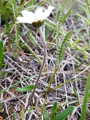 Chrysanthemum integrifolium