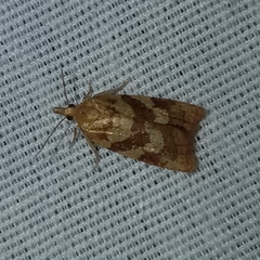 Sparganothis senecionana