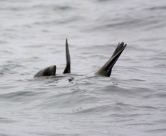 Arctocephalus townsendi