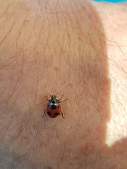 Hippodamia quinquesignata