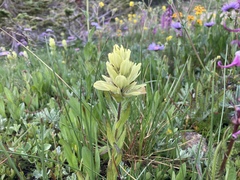 Castilleja septentrionalis