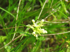 Platanthera clavellata image