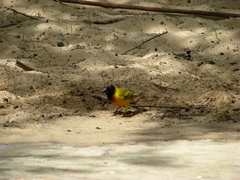 Ploceus melanocephalus