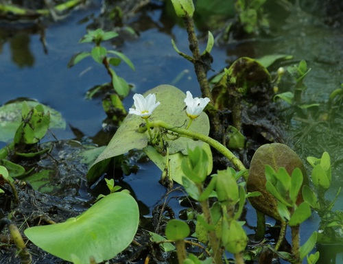 Image of Nymphoides aquatica by (c) Michelle W. （鍾偉瑋）, some rights reserved (CC BY)