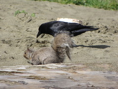 Corvus brachyrhynchos caurinus