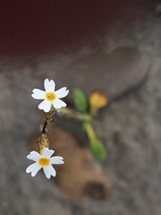 Primula egaliksensis