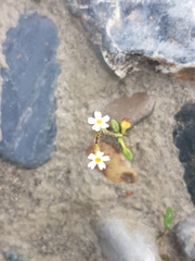 Primula egaliksensis