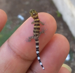 Sphaerodactylus