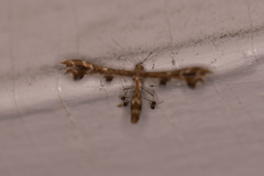 Geina periscelidactylus