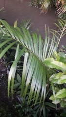 Arecaceae