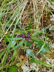Saussurea angustifolia