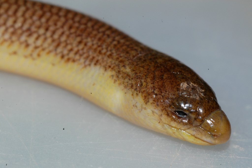 Namaqua Lance Skink