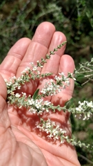 Aloysia