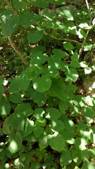 Tilia americana caroliniana
