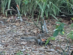 Sciurus carolinensis