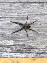 Dolomedes scriptus